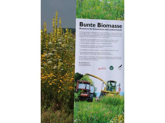 Projekt "Bunte Biomasse" - Wildblumen auf dem Feld von Landwirt Richard Schulte © Foto Kreis Paderborn